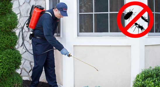 Dikmen Tahtakurusu İlaçlama böcek ilaçlama ve haşere kontrolü — ilaclama-tr.com